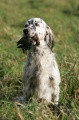 Setter Anglais TAICHOU DU MILOBRE DE BOUISSE Setter Anglais TAICHOU DU MILOBRE DE BOUISSE
